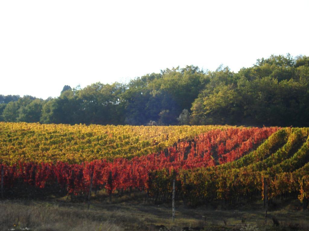 Il Cielo Bio - Il più piccolo B&B del Chianti Greve in Chianti Esterno foto