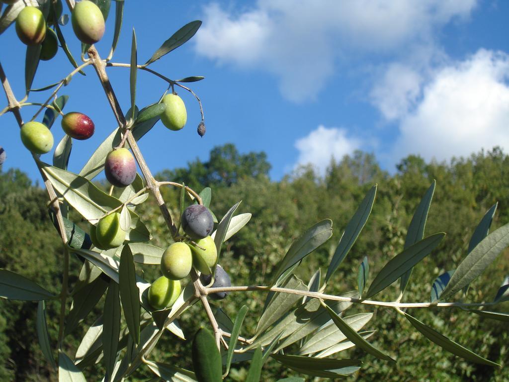 Il Cielo Bio - Il più piccolo B&B del Chianti Greve in Chianti Esterno foto